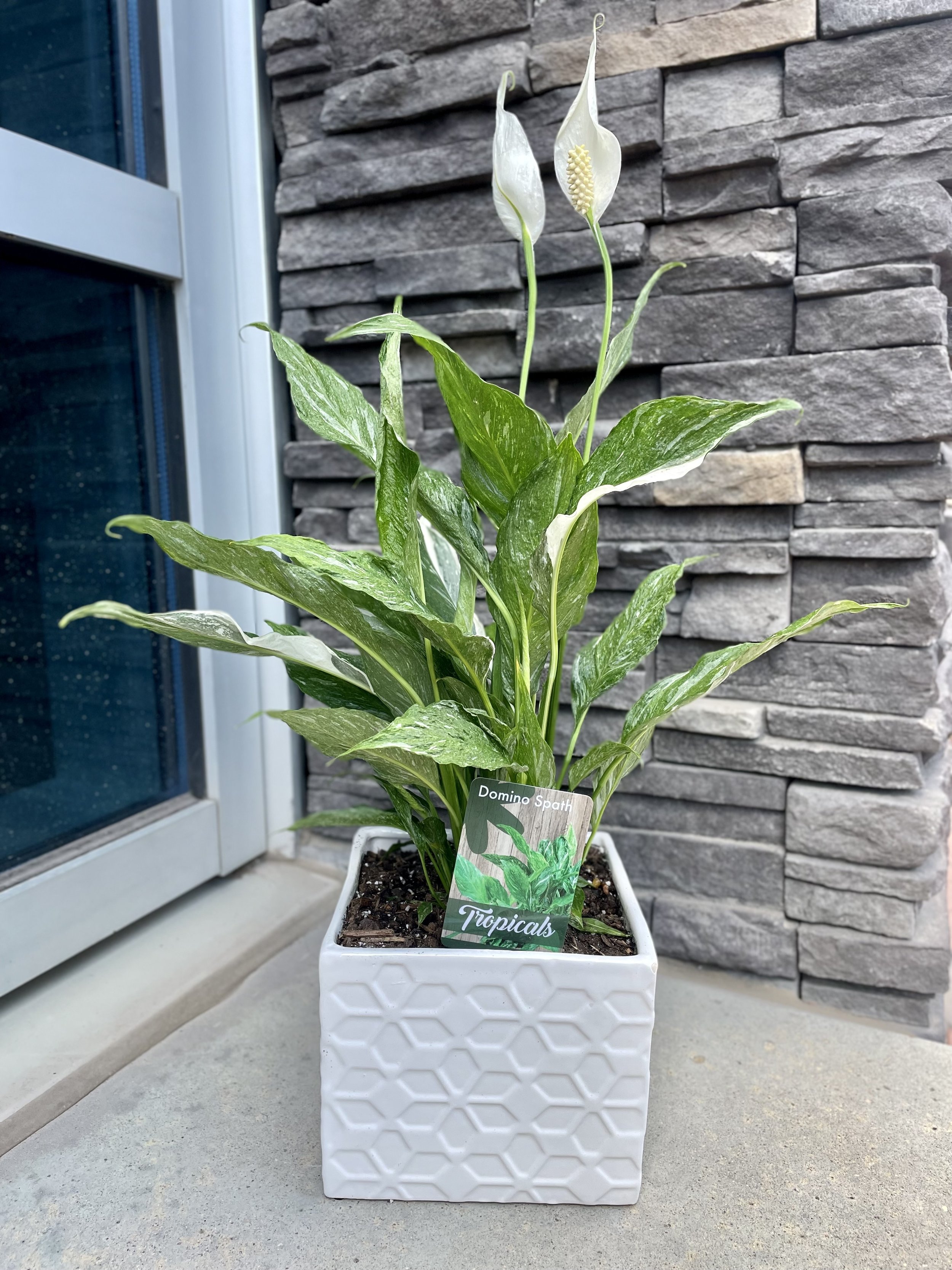 Peace Lily in ceramic pot