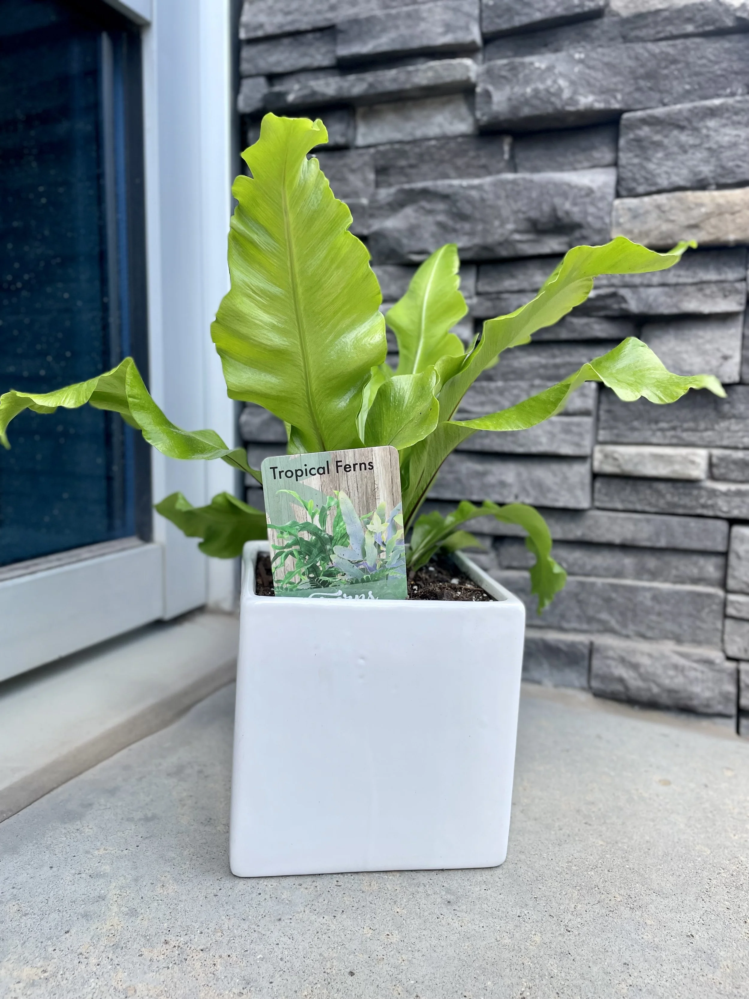 Birdsnest Fern in ceramic pot