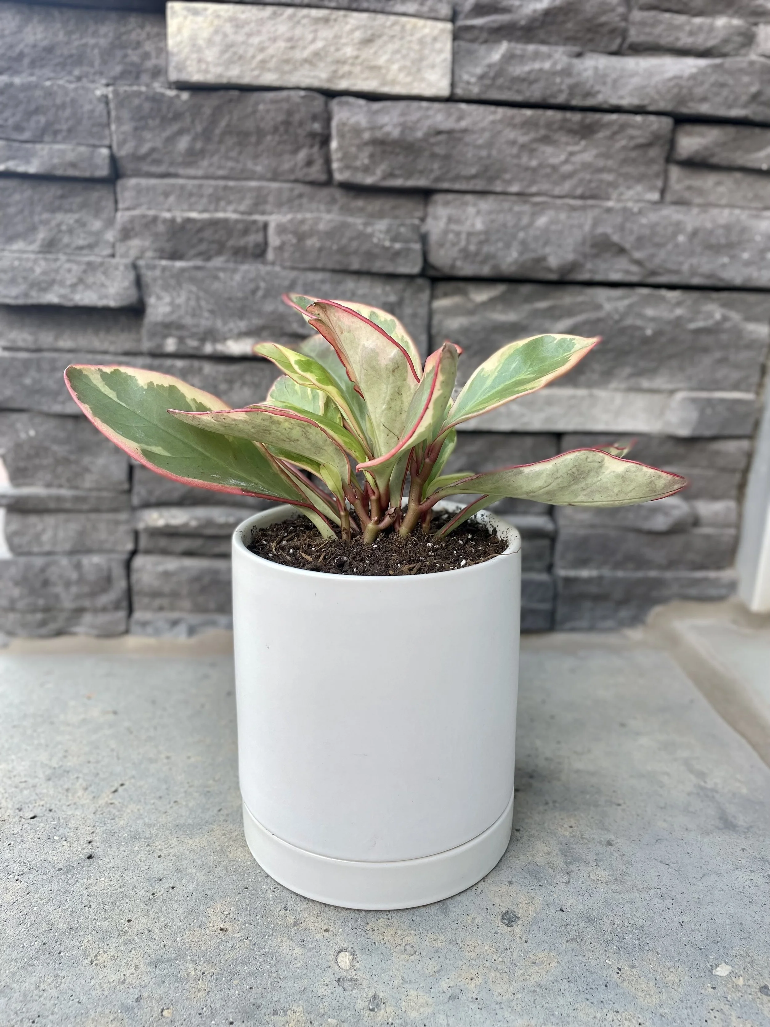 Ginny Peperomia in ceramic pot