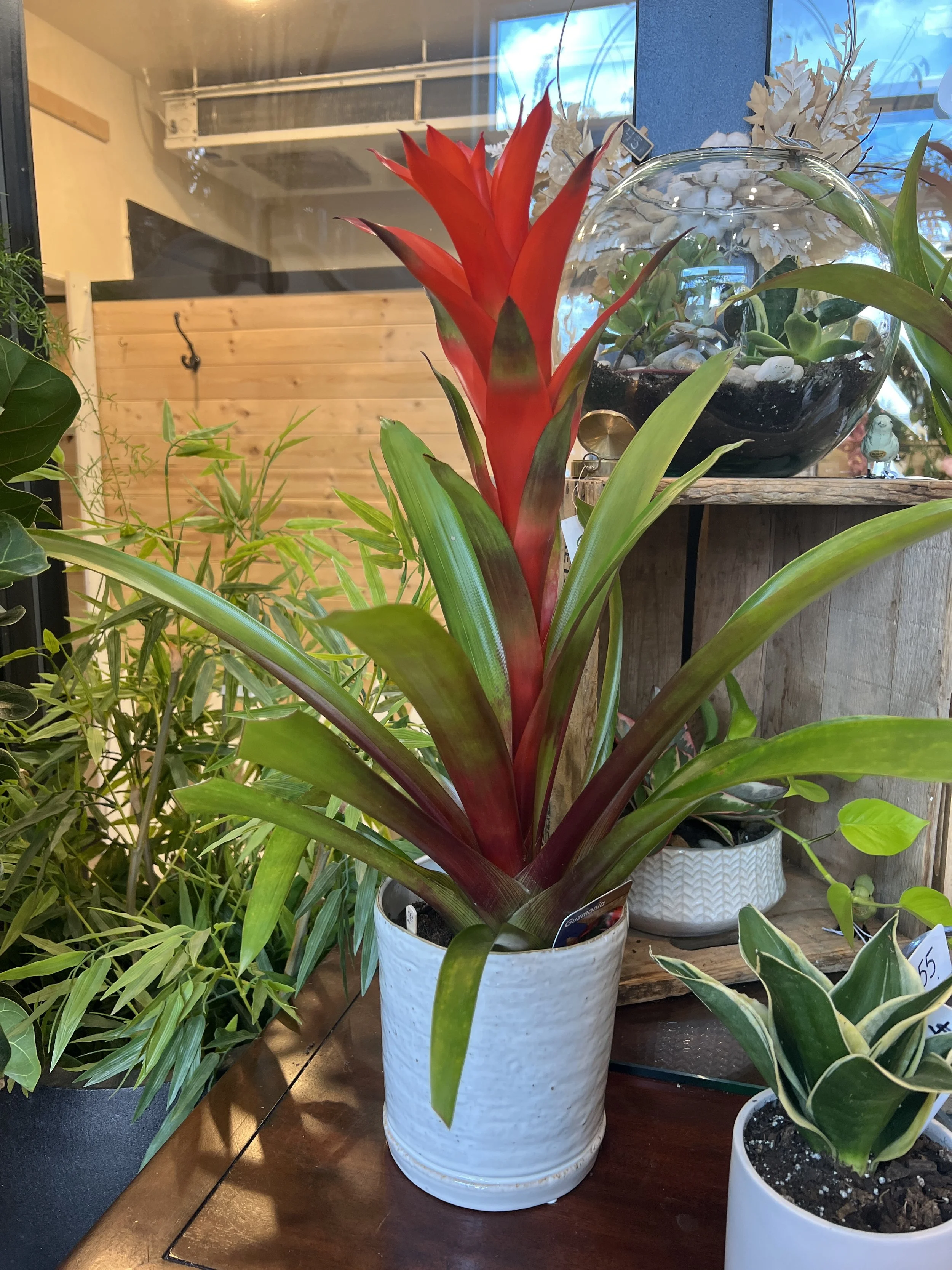 Bromeliad, large and stunning! In ceramic pot