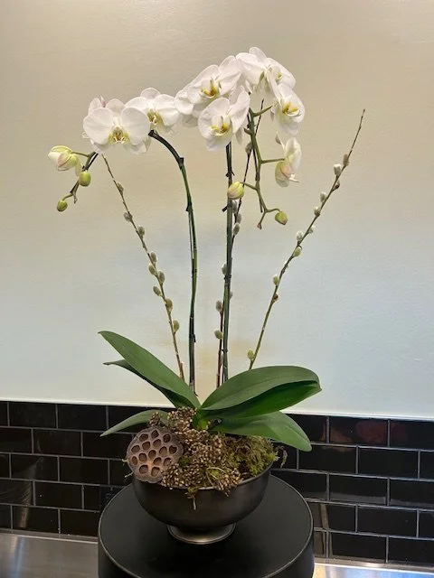 Decorated double stem waterfall orchid