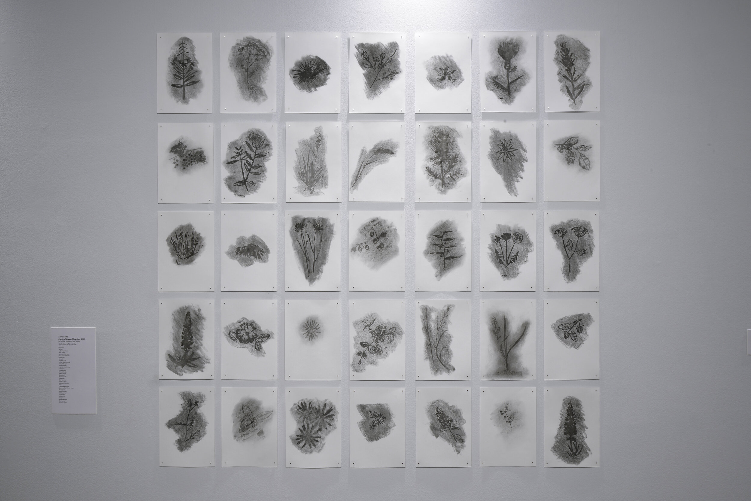  Alana Bartol,  Plants of Grassy Mountain , 2020, original drawings, charcoal and milk on paper. 
