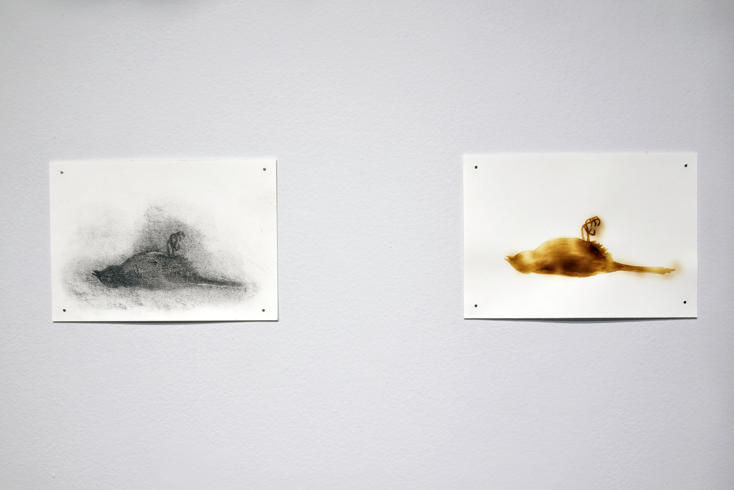  Alana Bartol,  Canaries Awaiting Resuscitation , 2020, milk and charcoal on paper, heated milk on paper, original drawings. 