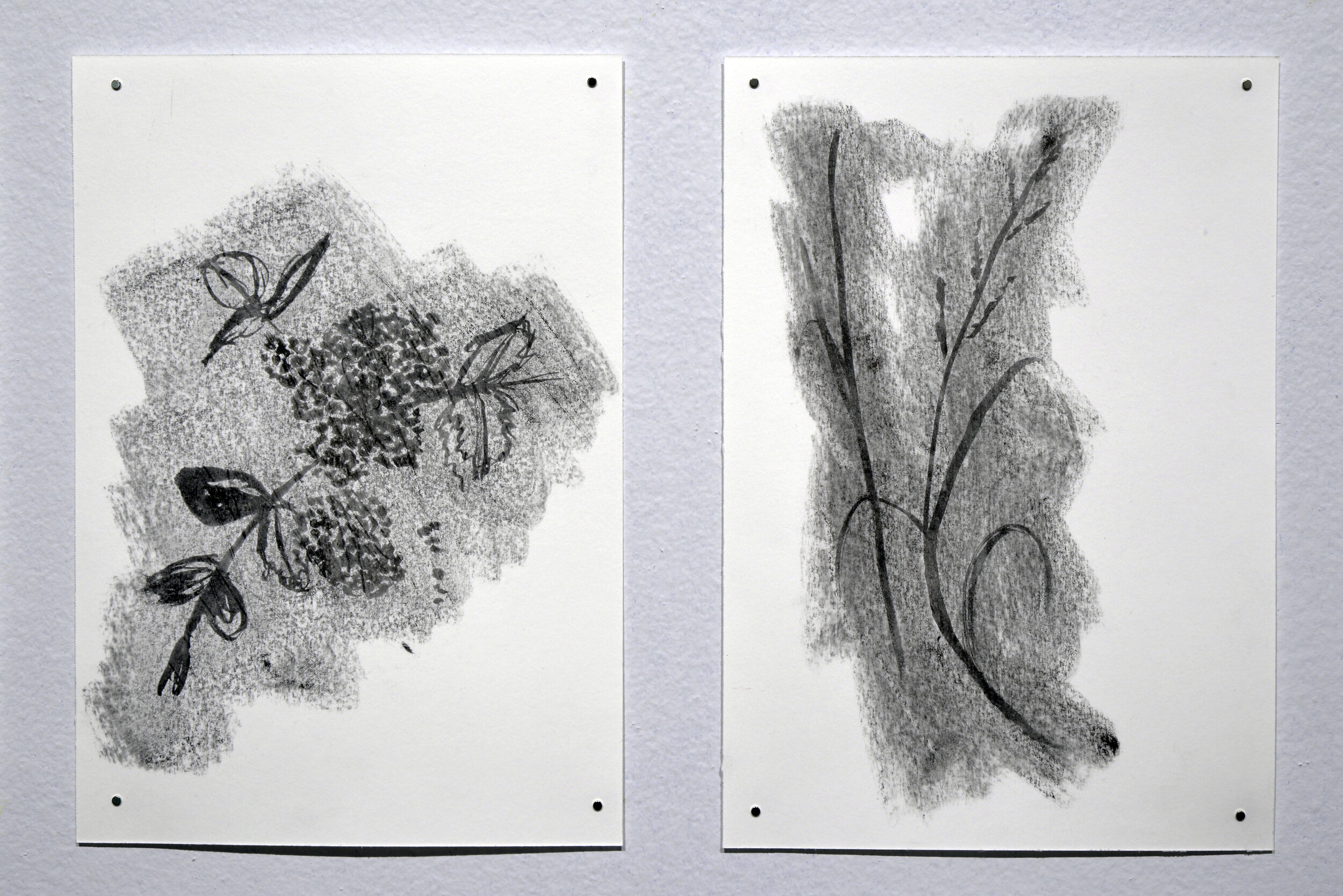  Alana Bartol,  Plants of Grassy Mountain (detail),  2020, original drawings, charcoal and milk on paper. 