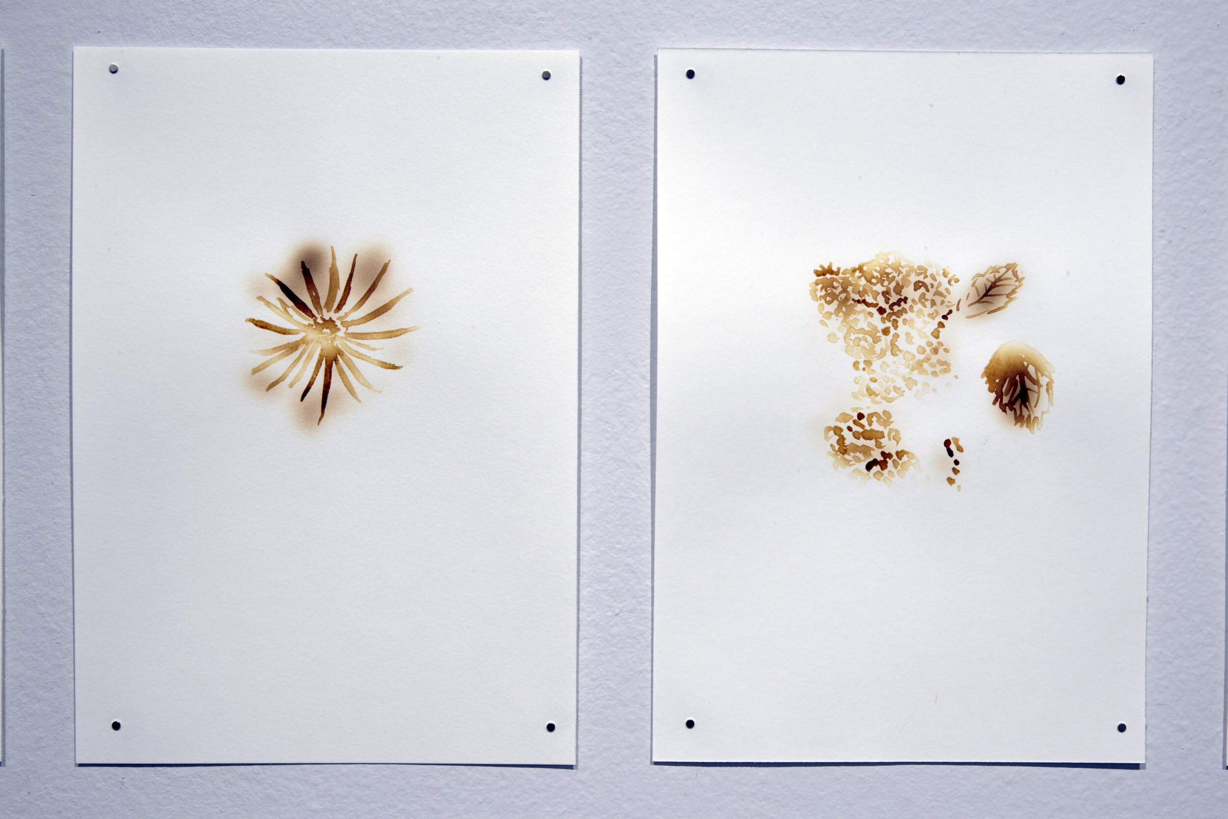  Alana Bartol,  Plants of Grassy Mountain (detail),  2020, original drawings, heated milk on paper. 