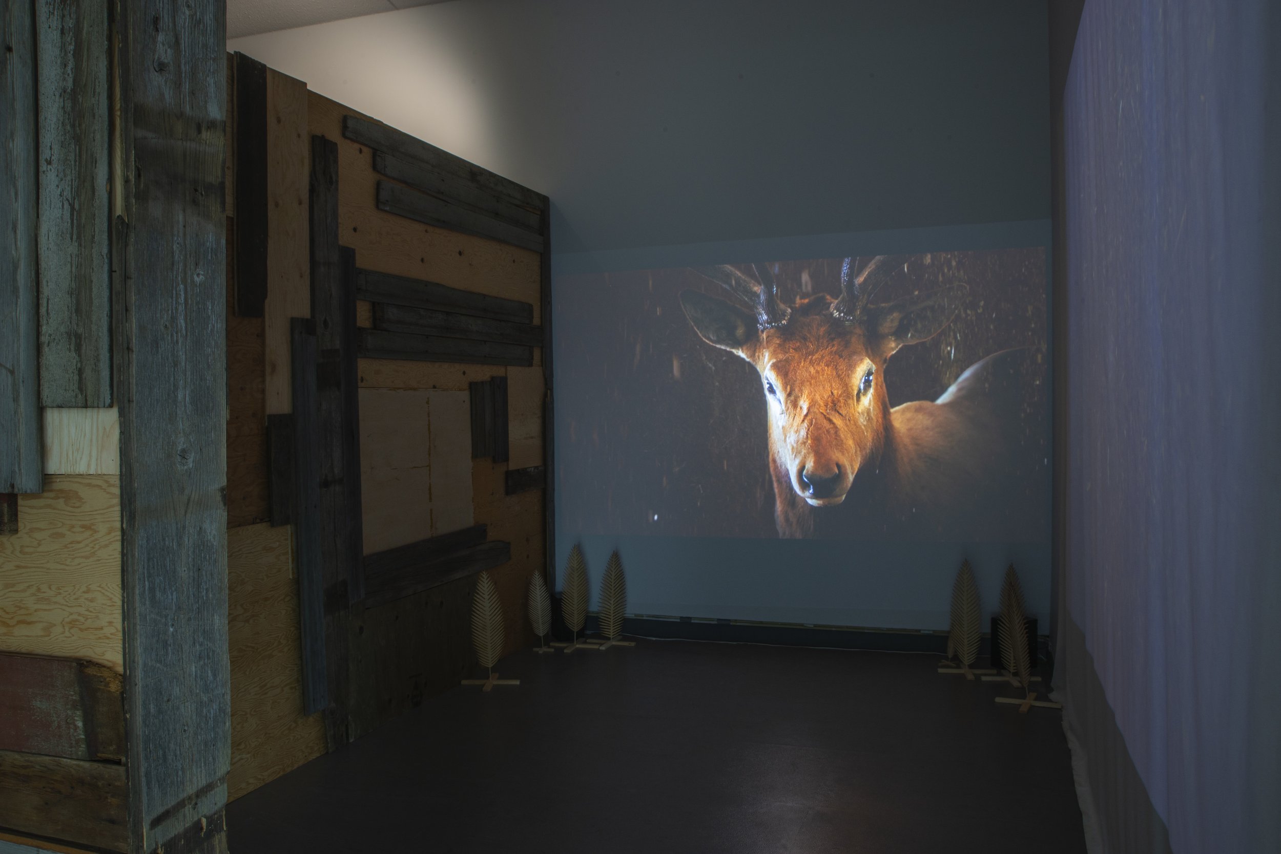  Installation view, audio and video projection. 
