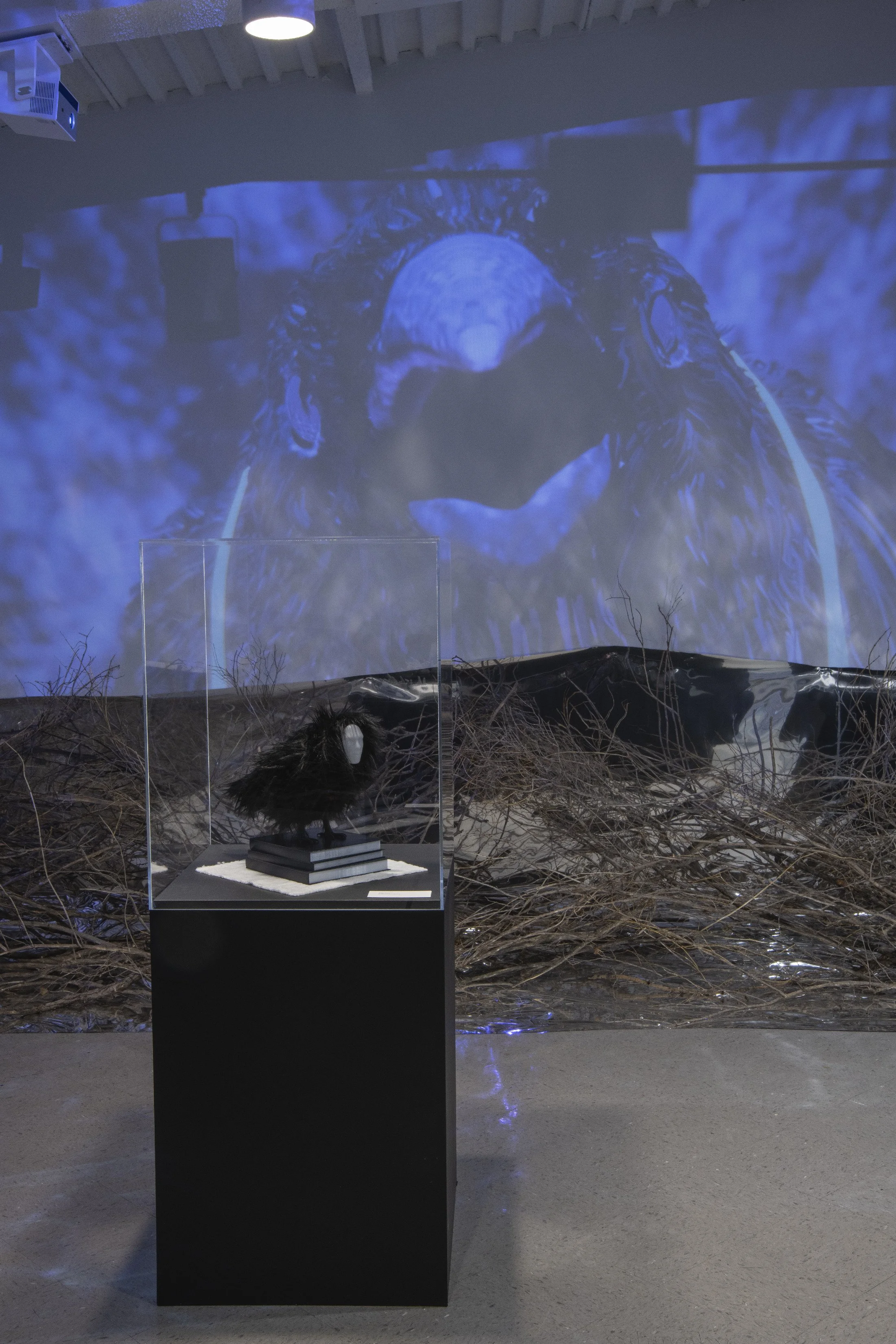   They have always been here  (detail) ,      2026, multi-channel video projection. 