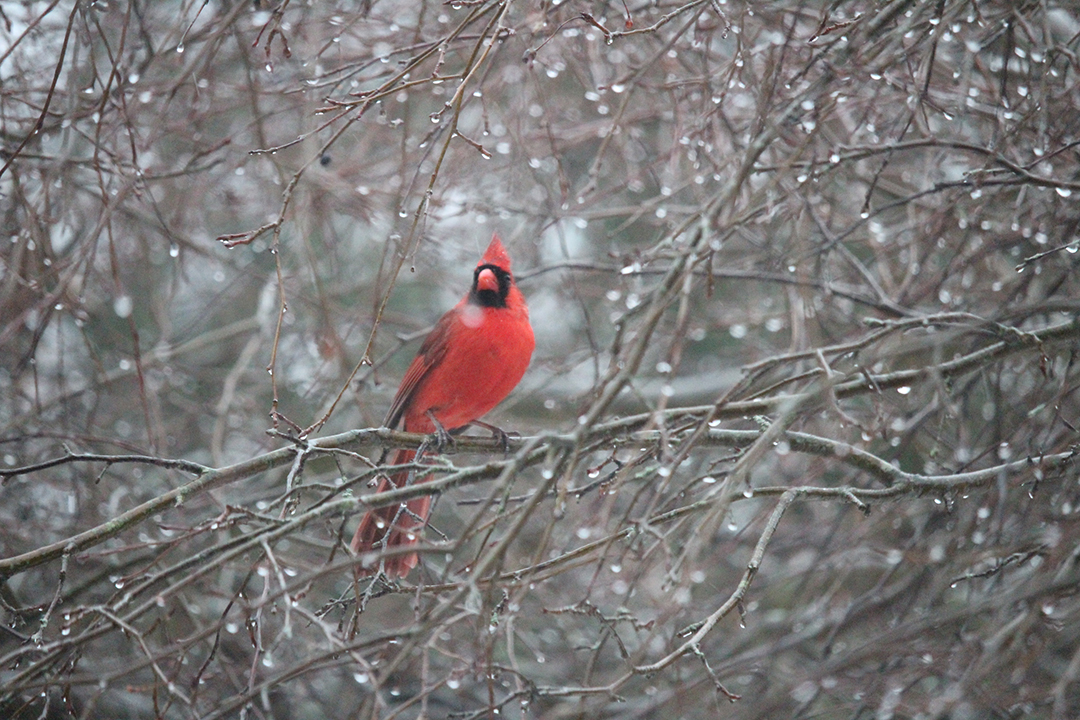 2017.03.Cardinal02.JPG