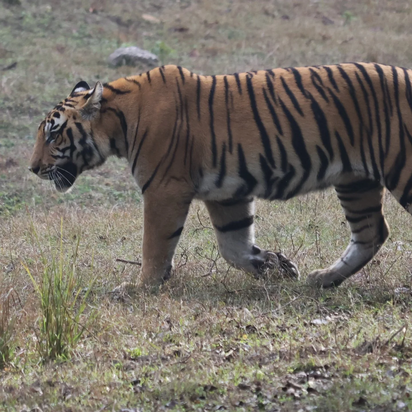 Tigers in India’s Wild — Kate Dernocoeur