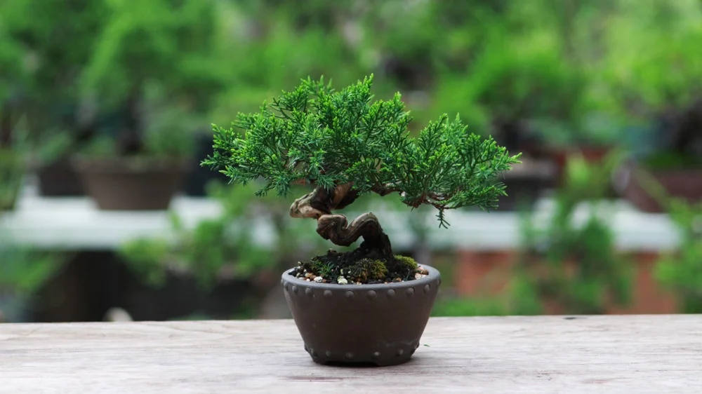 bonsai.jpg