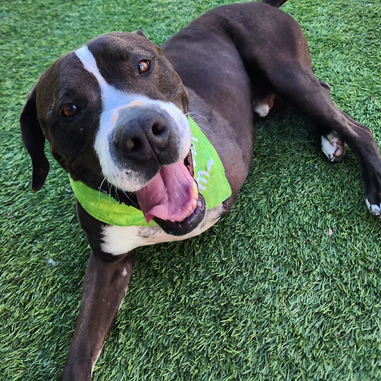 Meet 6 year old Elias, #A5102053! Elias is &nbsp; a 2nd chance transfer pup from the Palmdale Animal Care Center &amp; he is ready to find a forever home! 

Elias arrived at @palmdaleanimalslaco w ith a shattered leg, most likely from being hit by a 