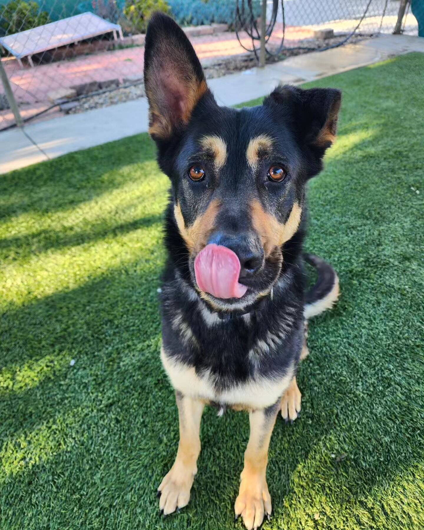 Say hi to 6 year old Max, #A55229641! Max is a 2nd chance transfer pup from the Castaic Animal Care Center &amp; he is ready to find a forever home! 

Upon arrival at @agouraanimalslaco, Max was observed to not be weight bearing on his right hind leg