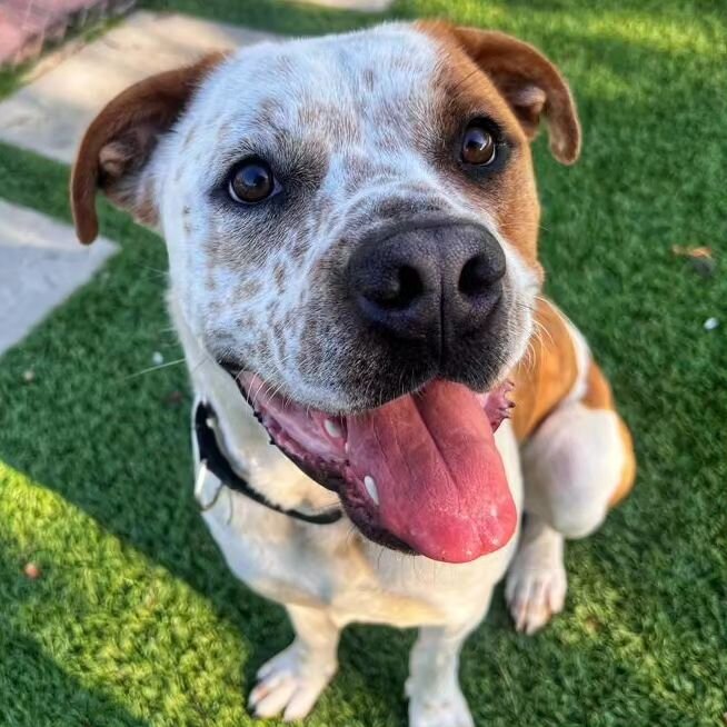 Oh Bruiser, we simply adore you! 🥰😍
10 month old Bruiser, #A5537786 is still waiting patiently for his perfect match! 🙏

Bruiser  is a big puppy dog. He is energetic, loves toys, &amp; playing but he also enjoys cuddle time with his humans! He lov