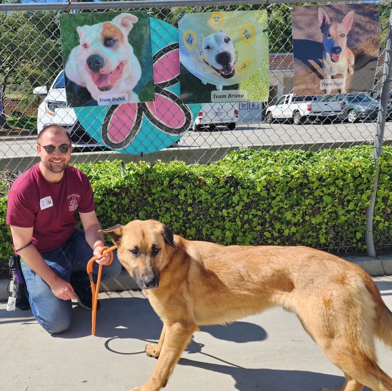 Bradley, #A5514089, has been a fabulous participant in our Puppy Love Walkathon, but he'd love to walk into his forever home even more 🩵!

Please SHARE Bradley. He is long term resident and has been waiting far too long @agouraanimalslaco. Come meet