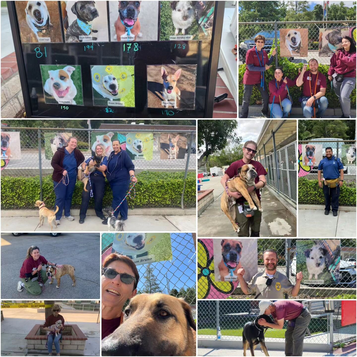 We have completed our 2nd Annual Puppy Love Walkathon yesterday and we had so much fun! Our amazing volunteers and staff walked a total of 988 laps and to date, we raised $7,059! 👏🐕&zwj;🦺🐾Bravo everybody!! Healthcare for Homeless Animals would li