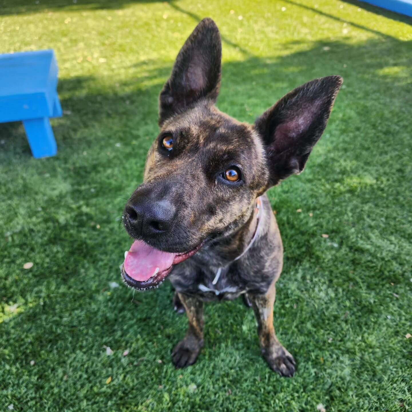 She's perfected the &quot;head tilt&quot; 👑🐾😁
2 year old Buttercup, #A5528831  is a 2nd chance transfer pup &amp; she is ready to find her forever! 

Buttercup had Femoral Head Ostectomy (FHO) surgery before being transferred to @agouraanimalslaco