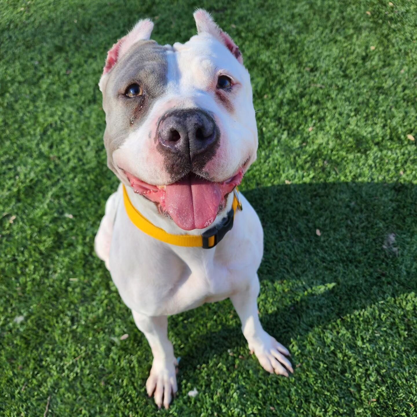 Introducing Sparkle, #A5510735! Sparkle is a 2nd chance transfer pup from the Lancaster Animal Care Center &amp; she is ready to find a home!&nbsp; 

Homeless Animals provided funding for Sparkle to visit @oaksvetcare when she was observed with an od