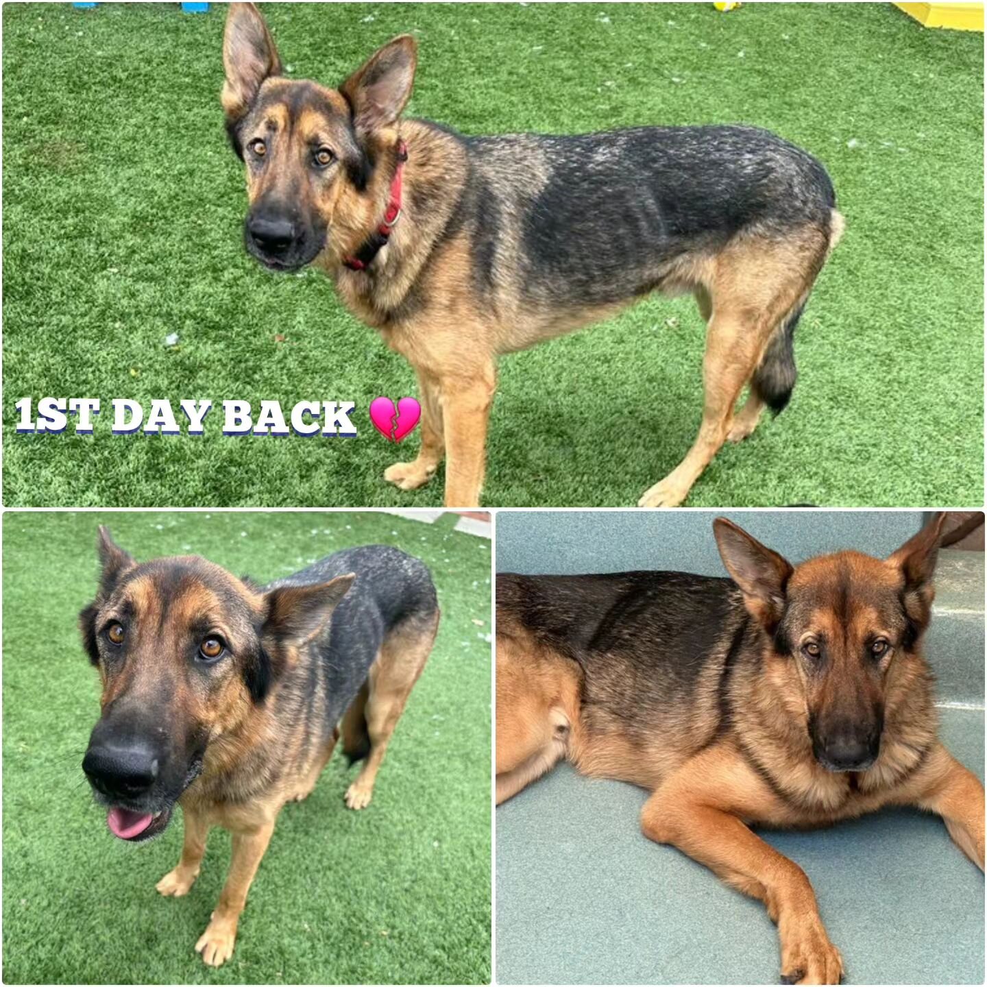 Introducing adoptable 2 year old Max #A5454248! Max was previously a resident at @agouraanimalslaco and adopted in August 2022. Last month Max was turned back into the shelter &amp; not in good shape. 💔&nbsp; He had lost 30 lbs (102lbs down to 70lbs