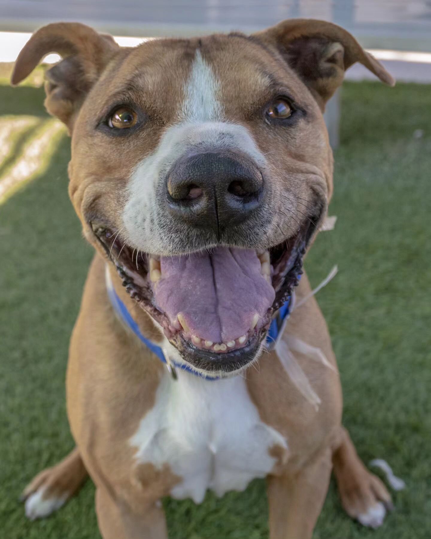 Ok guys, we really need your help in finding Dallas (#A4702168) his perfect forever home! Dallas ended up at the shelter after his owner died. 💔 He was found by his owners side. 😞 Poor Dallas has lost so much &amp; he deserves the world. He is a lo