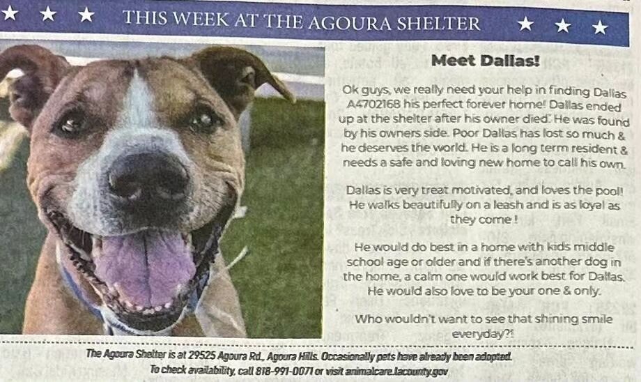 Superstar 🌟 &amp; senior boy  Dallas, #A4702168, made an appearance in  The Malibu Times  last week ! 📰 🐕 Read his fabulous write up provided by our very own ACO Sierra! 👏 A big bow wow thank you to @malibutimes for featuring Dallas so he may fin