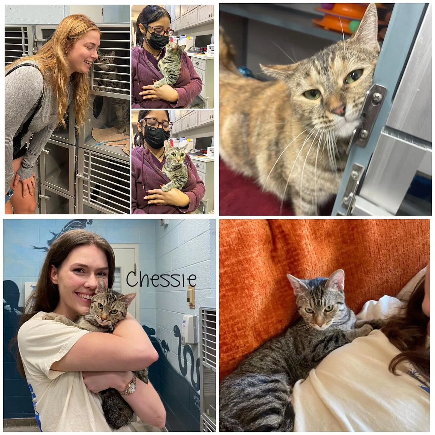 Happy life sweet Chessie! We are honored to have been a part of your journey ! &hearts;️🏡🐈

Reposted from @agouraanimalslaco

Chessie was found by a Good Samaritan (their sweet reunion top left❤️). She had been severely injured, likely hit by a car