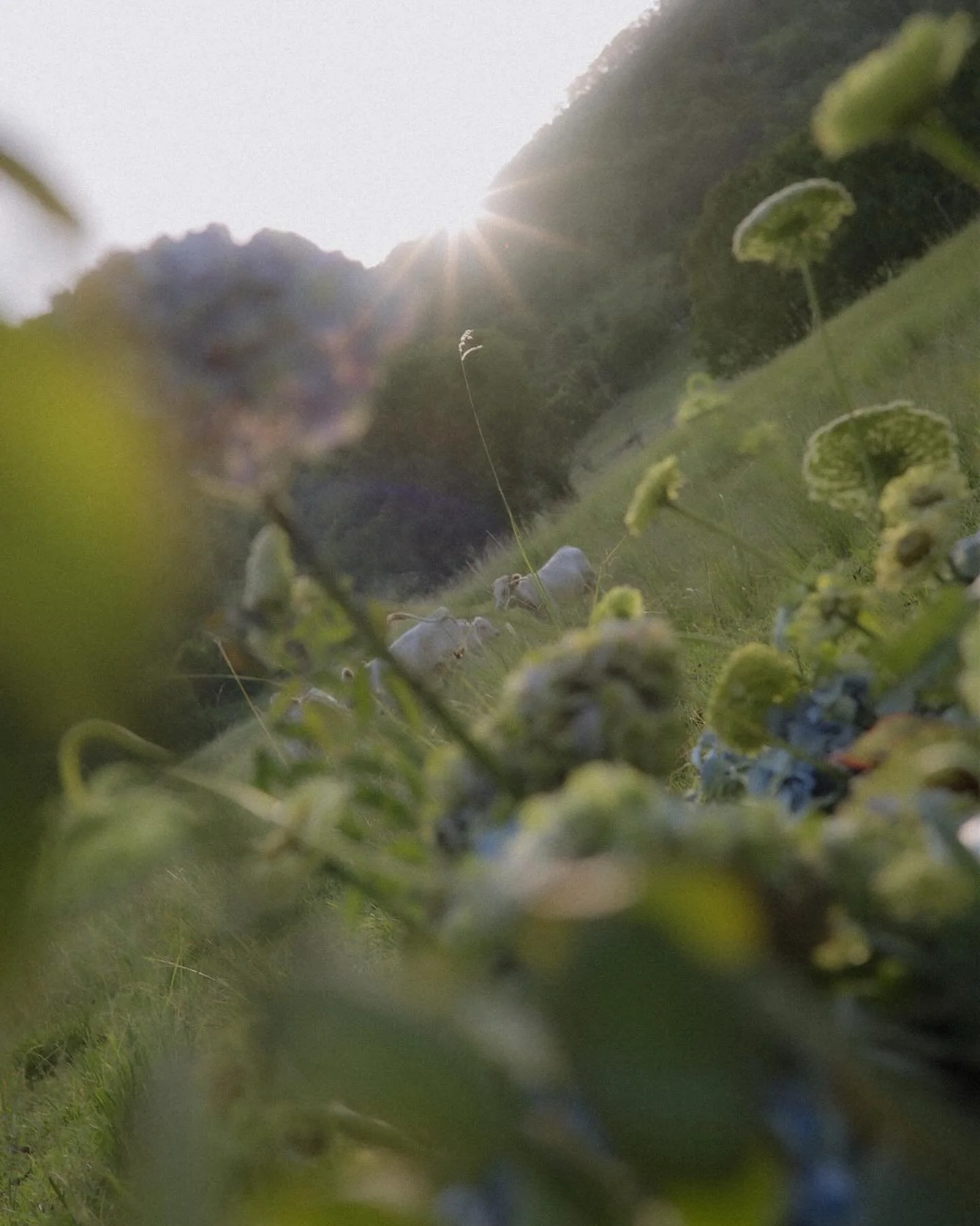 a fun afternoon with @blossomgatherings &amp; @flwr_studio 

- Florist &amp; art direction: @flwr_studio 
- Planning &amp; table styling: @blossomgatherings 
- Content creator: @sociallywed.au 
- Props: @la__mondaine &amp; @softedge_studio 
- Furnitu