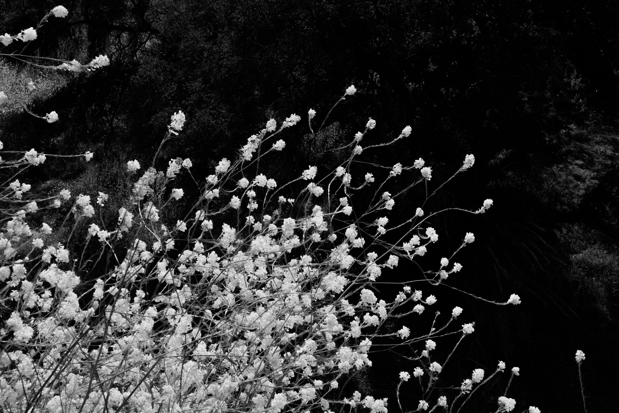 _DSC5627-bw.jpg