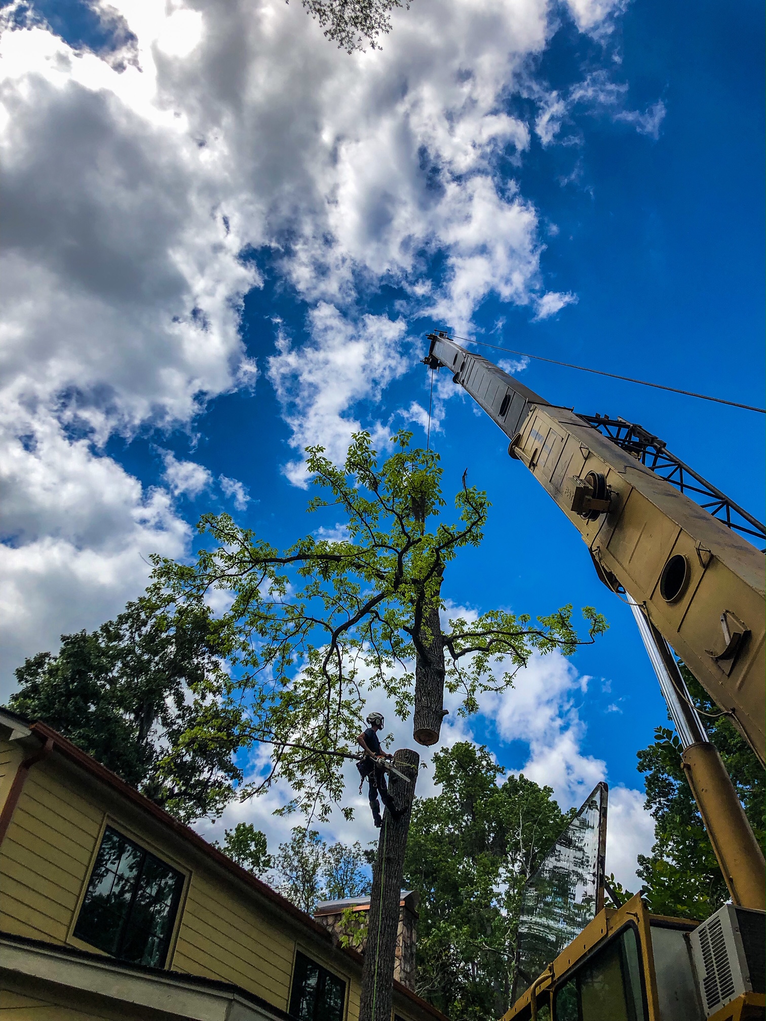 22 Ton ATC pics a tree apart making life safer and easier for this tree  climber in Tallahassee.