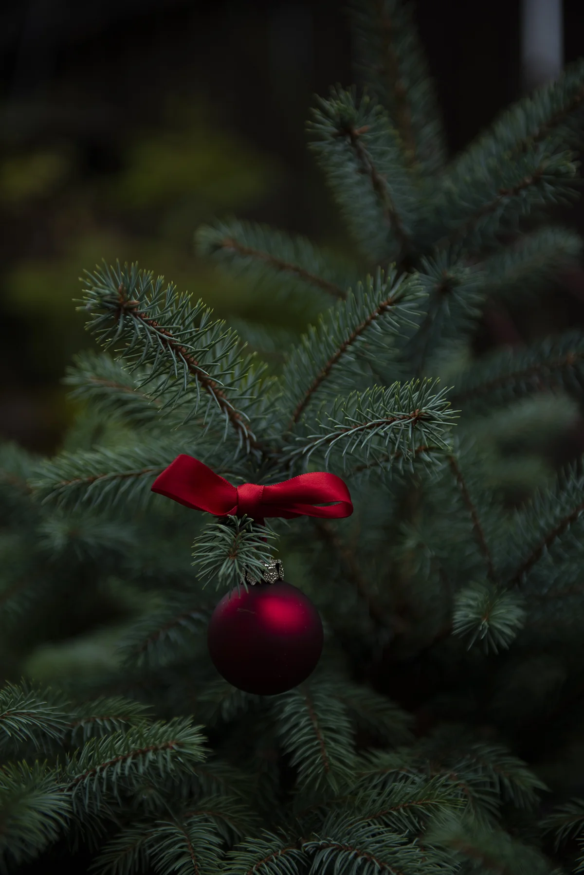 Red Christmas ornament on a tree