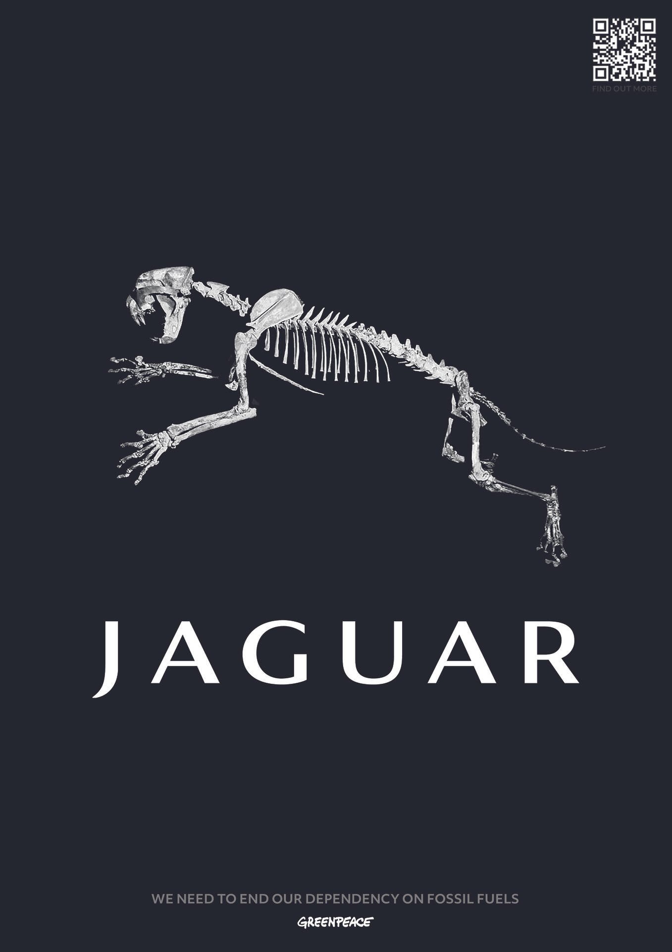 Jaguar_zed_anwar.jpg