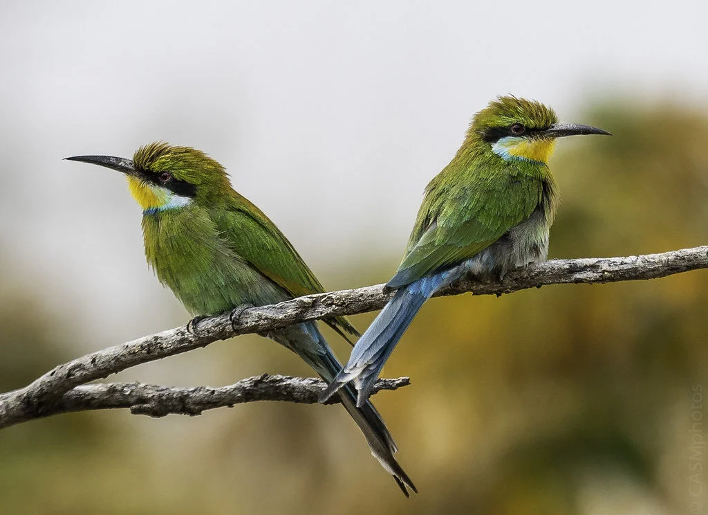 Swallow-Tailed Bee-Eater