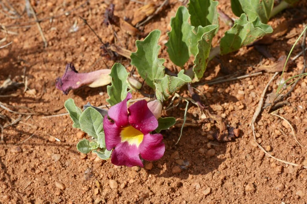 Devil's Claw