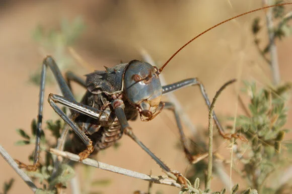 Armoured Ground Cricket