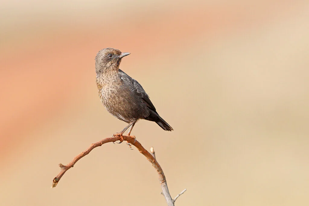 Ant-Eating Chat