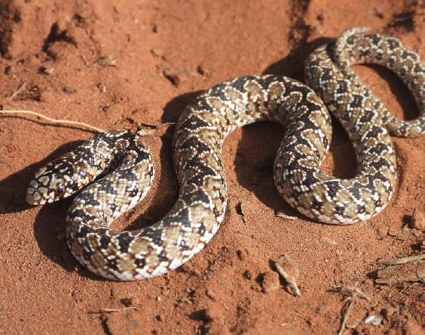 Juvenile Mole Snake