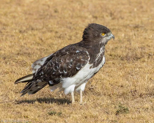 Black-Chested Snake Eagle
