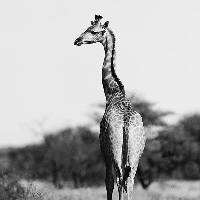 Morning sightings @kameelhoek. -
#kameelhoek #giraffe #thisisafrica #northerncape