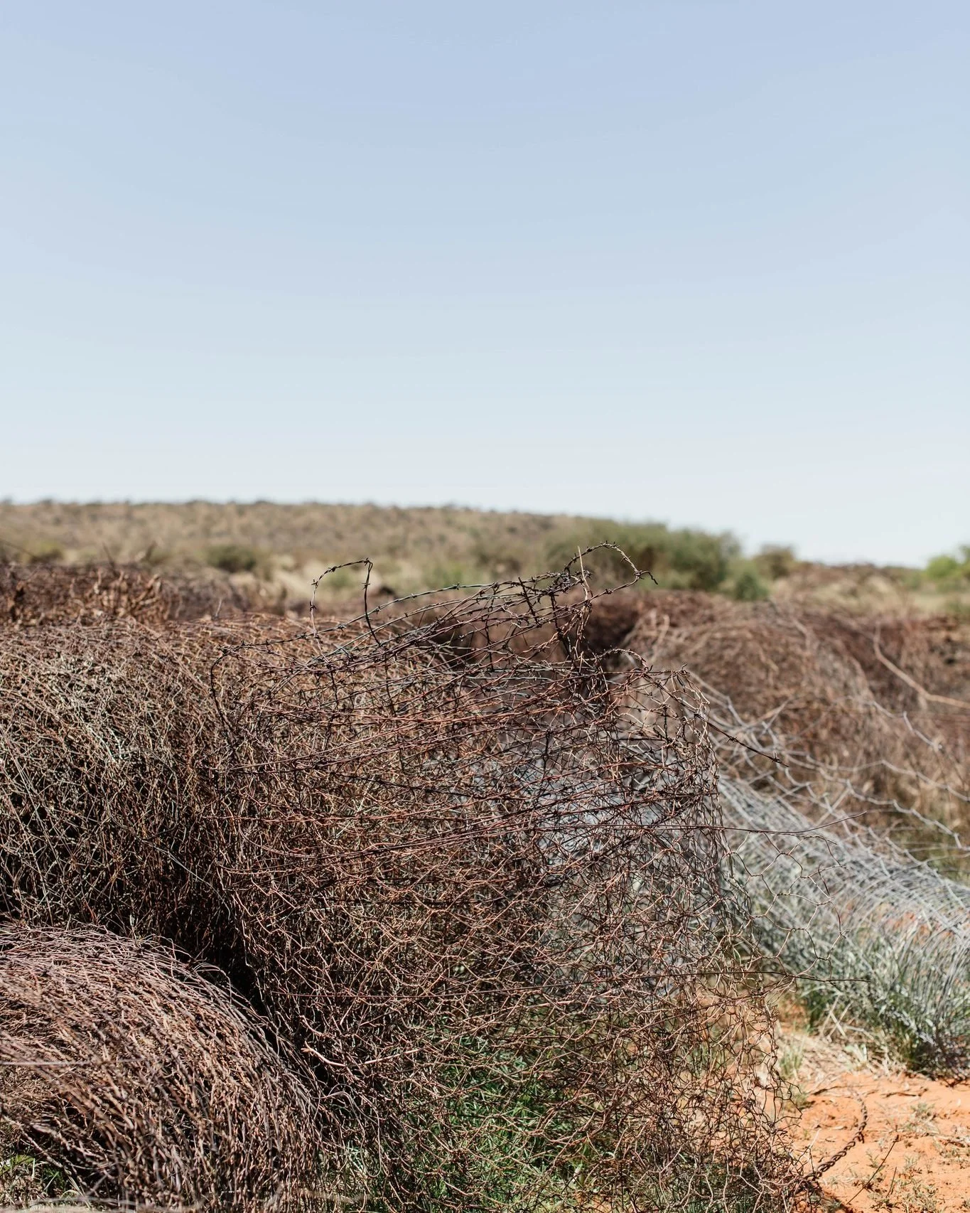 Behind every image of wildlife lies countless hours of work. Clearing broken fences, restoring water points, and walking the land each day are what make these small victories possible. 

Over time quiet effort allows life to return.

#Kameelhoek #Con