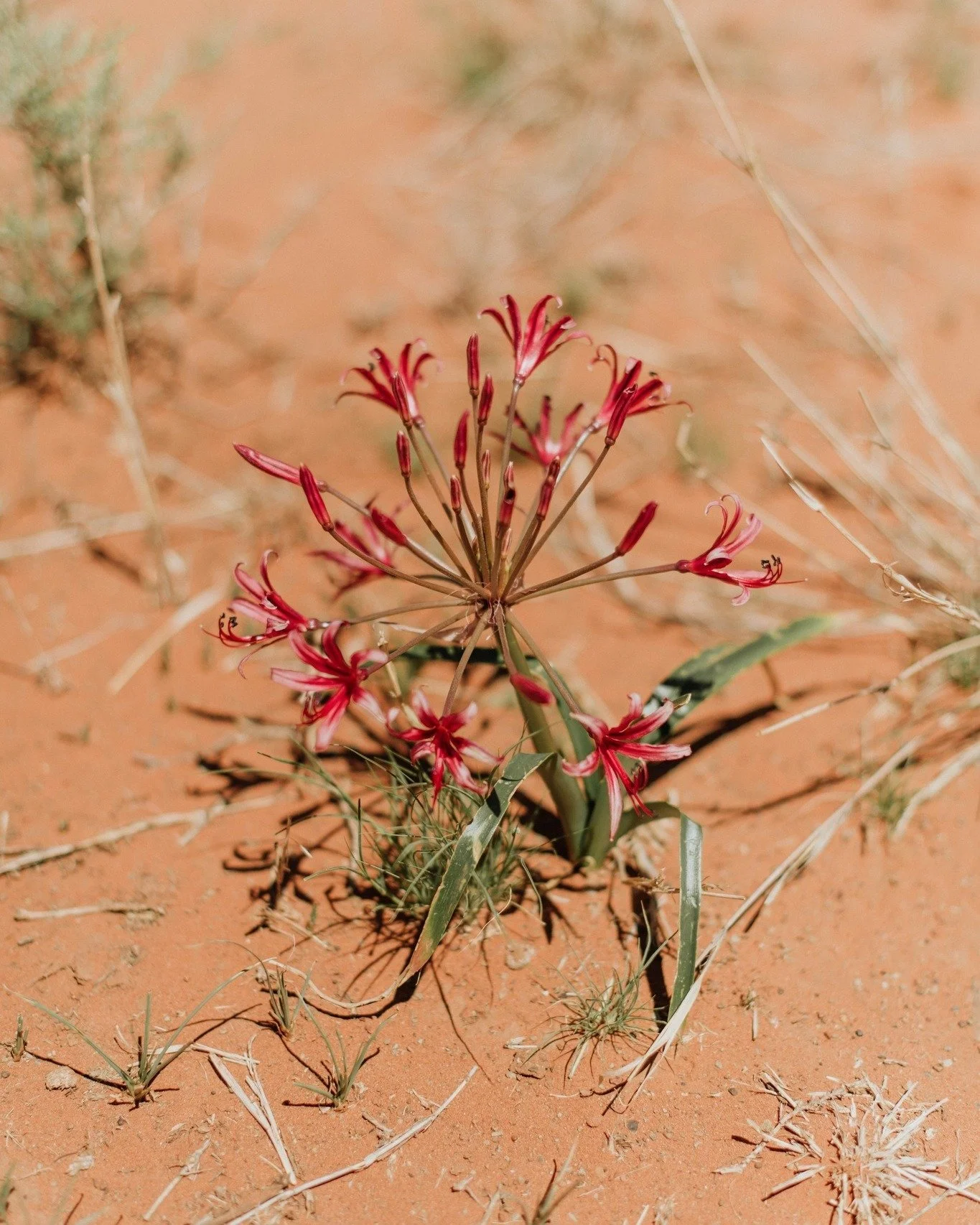 Soil does not heal overnight. It takes seasons of rest, of water, and of careful protection. But each year, something new takes root, reminding us that nature is resilient if it is given the chance.

#Kameelhoek #HealingTheLand #RestoringNature #Rewi