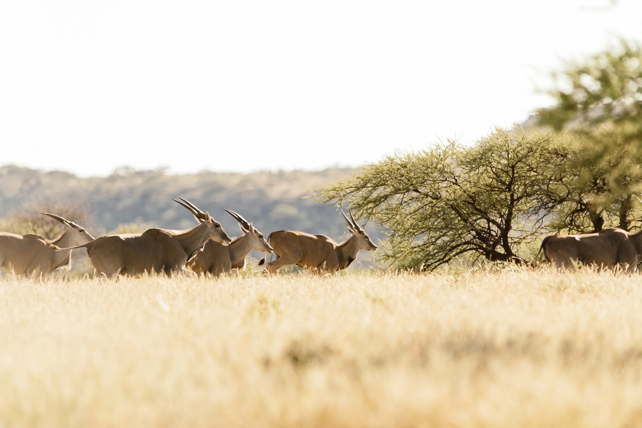 The Eland graze calmly across the plains, often venturing close to the house and people without hesitation. Their presence tells us that safety has been restored here. Trust between animals and land is a fragile gift, and every day we work to honour 