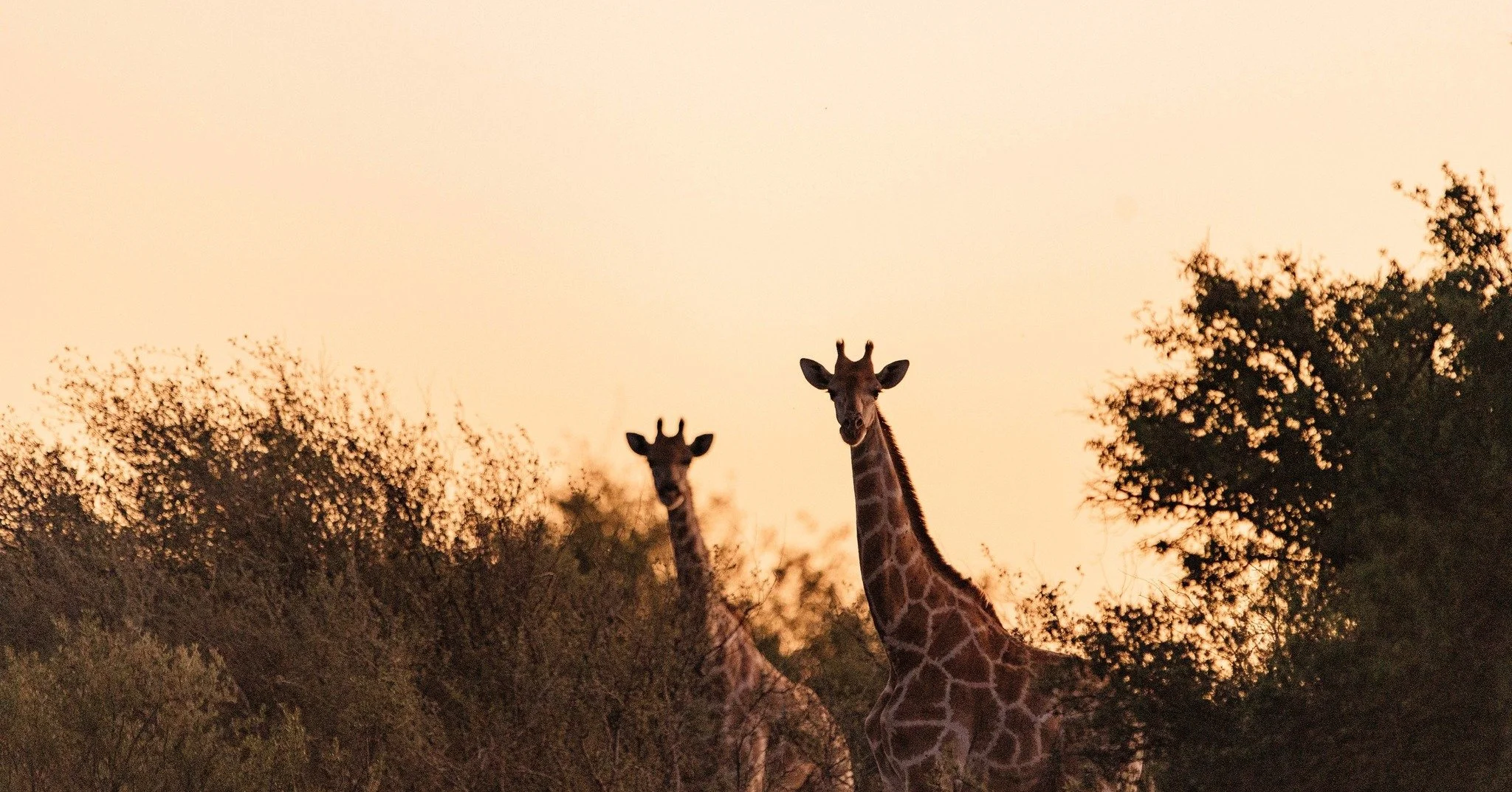 At sunrise, the Giraffe move slowly across the horizon, long silhouettes stretching toward the sky. They are the quiet watchers of Kameelhoek and move with grace and patience. They are endlessly present. To see them here is to know that the land is b