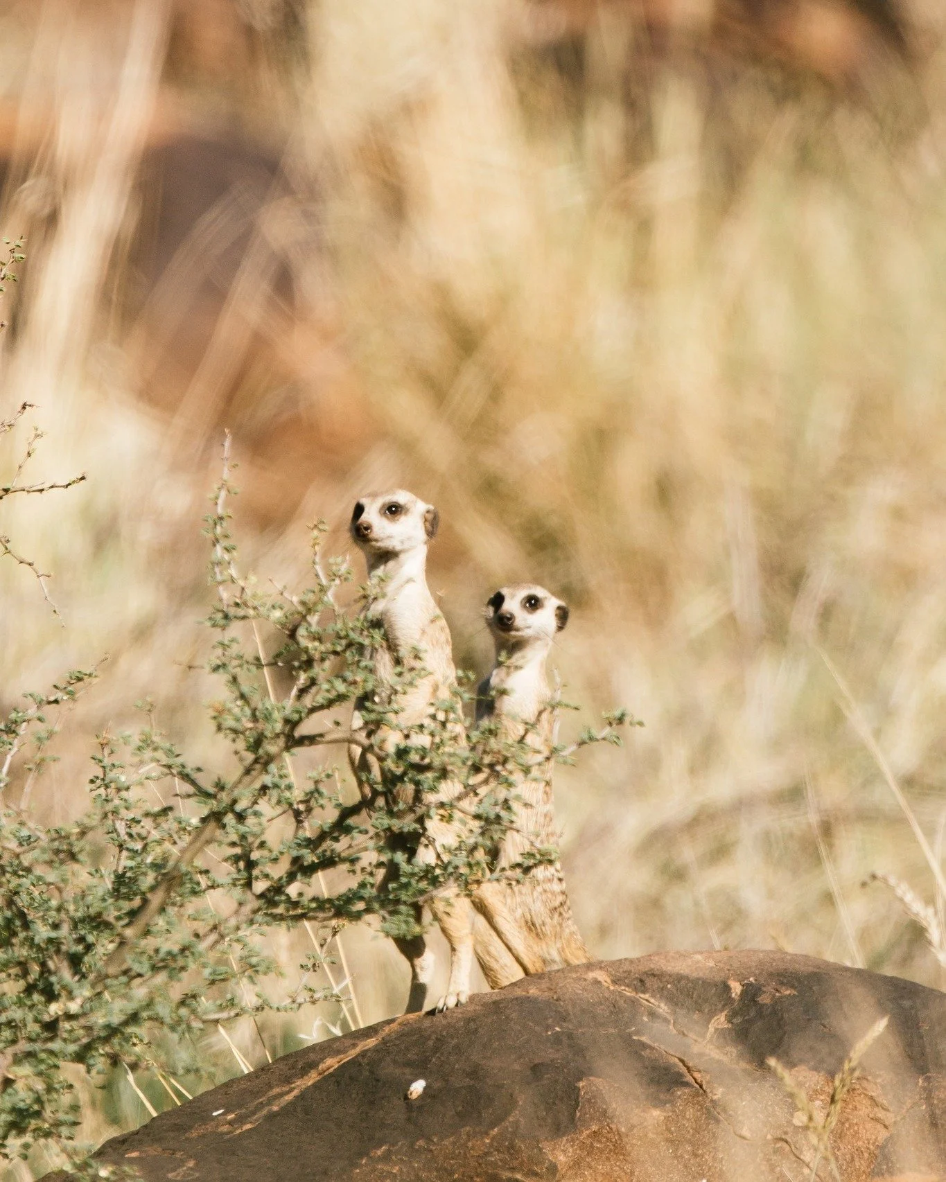Here, the days move at nature&rsquo;s pace: unhurried, grounded, alive. Every sound, every track, every breeze tells a story. Kameelhoek isn&rsquo;t just a place you visit. It&rsquo;s a place you feel.

#Kameelhoek #HealingTheLand #SouthAfricanWildli