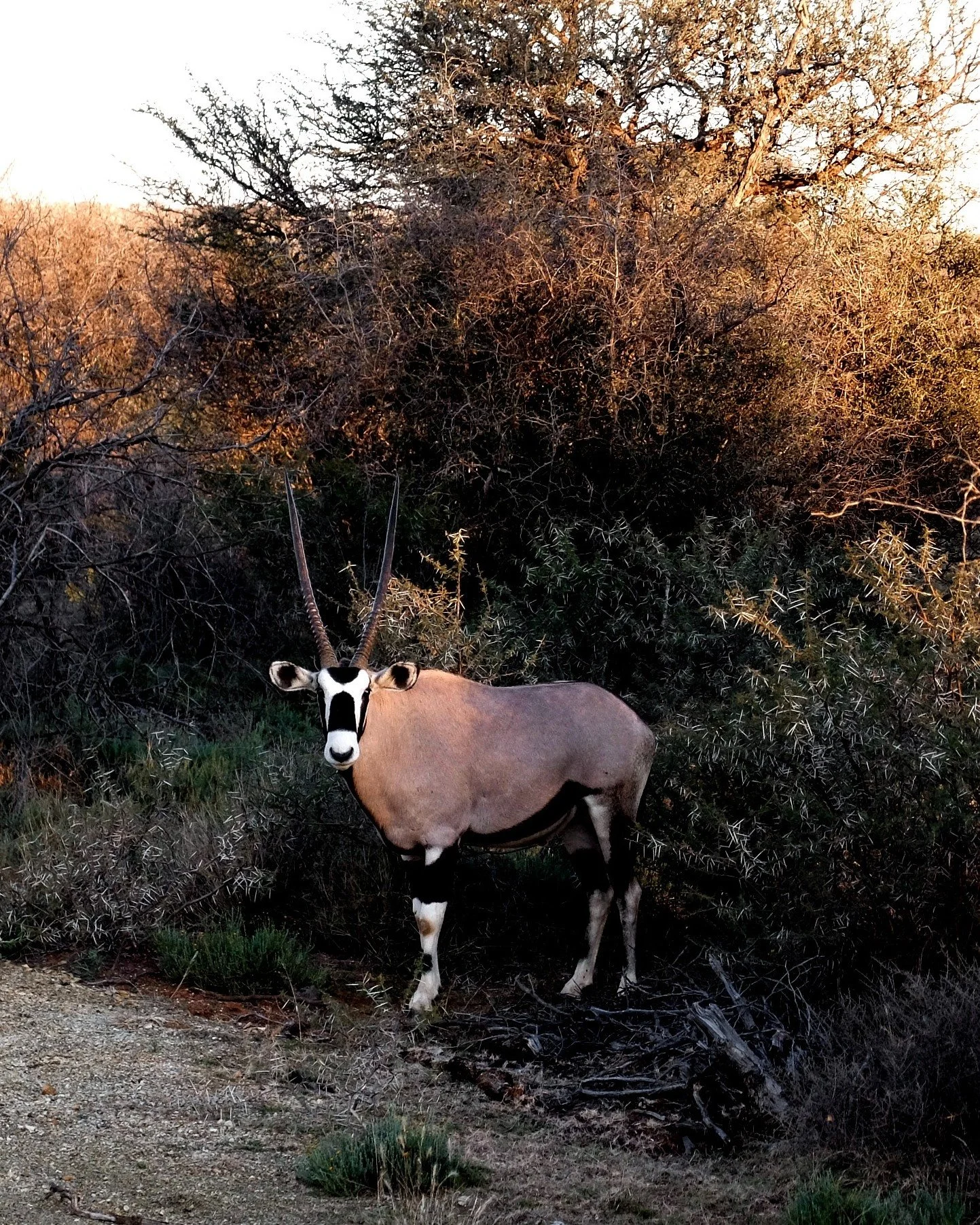 Few sights are as moving as the Gemsbok standing tall against the horizon: powerful, poised, and unafraid. Here at Kameelhoek, they wander close, sometimes just a few steps away. There&rsquo;s a mutual understanding in that nearness, one built on res