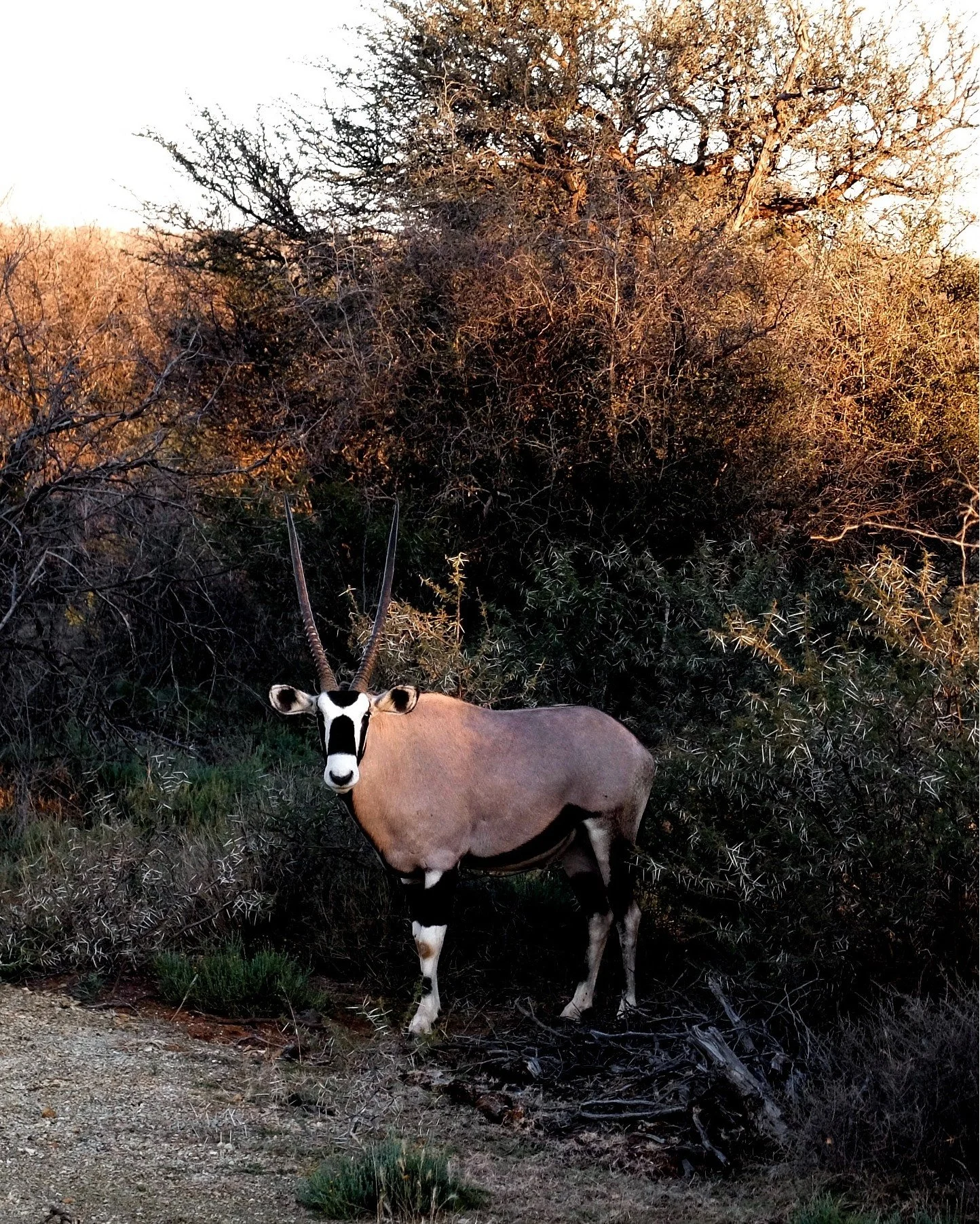 Few sights are as moving as the Gemsbok standing tall against the horizon: powerful, poised, and unafraid. Here at Kameelhoek, they wander close, sometimes just a few steps away. There&rsquo;s a mutual understanding in that nearness, one built on res