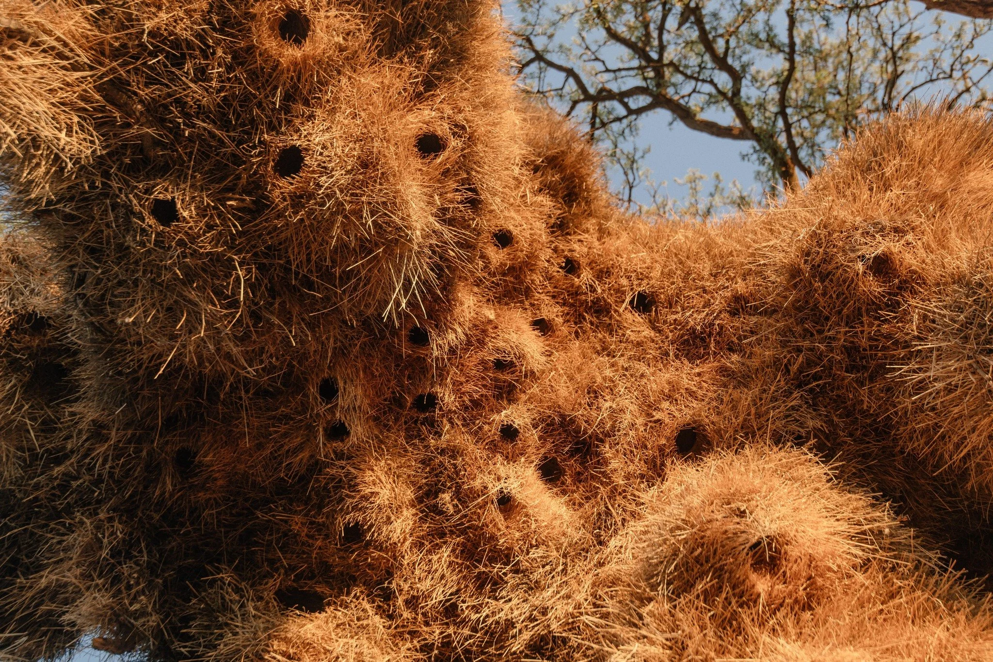 Each season brings new signs of resilience. Seedlings breaking through the soil, birds nesting in old Camelthorn trees, and herds returning to graze. The land is teaching us that healing is not a single act, but a continuous promise kept.

#Kameelhoe