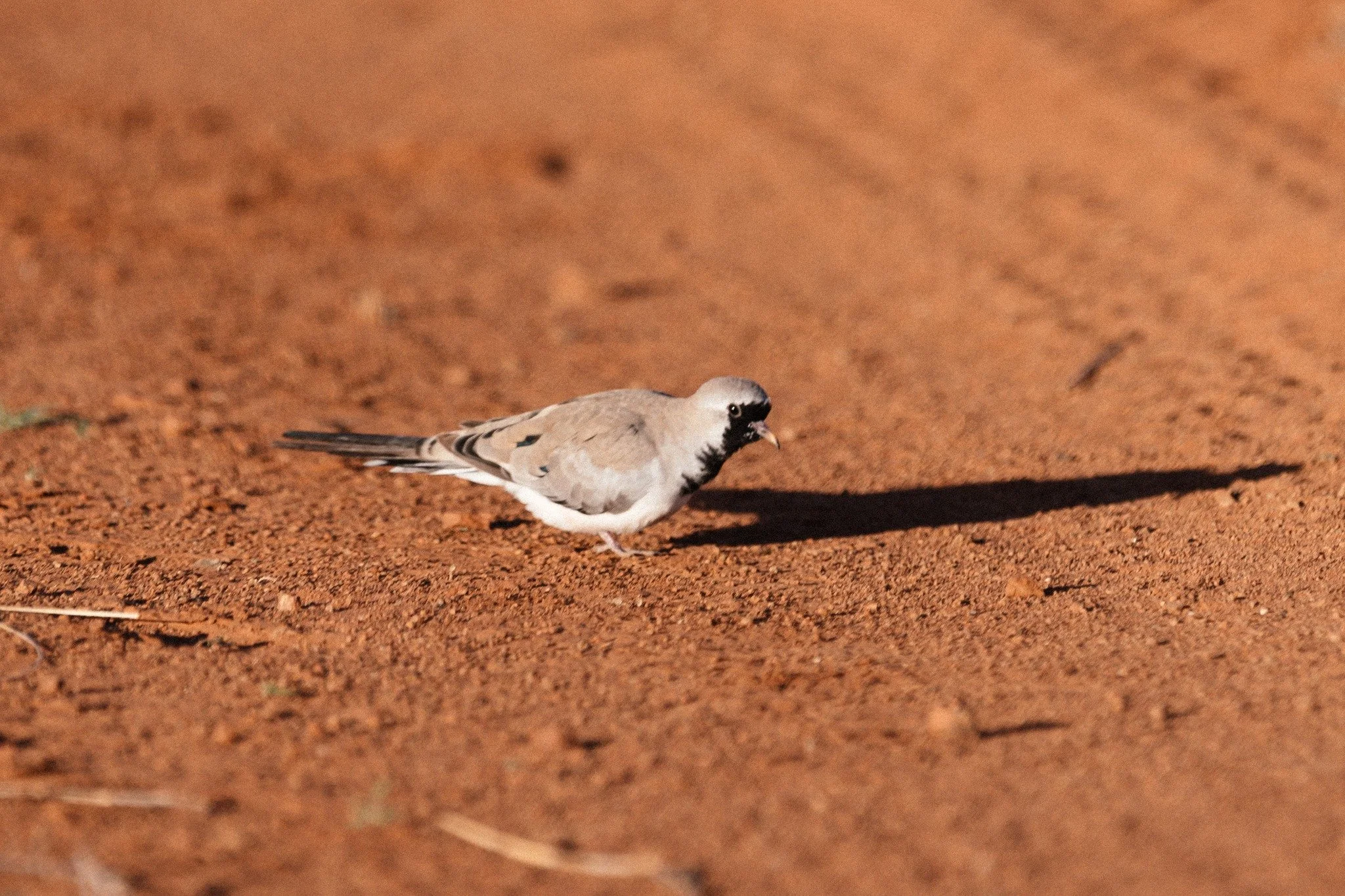 First came the small ones, the sandgrouse, the korhaan, the bustards. Then the great shadows of eagles and vultures followed. The skies above Kameelhoek tell their own story: of safety regained and wildness remembered.

#Kameelhoek #BirdsofSouthAfric