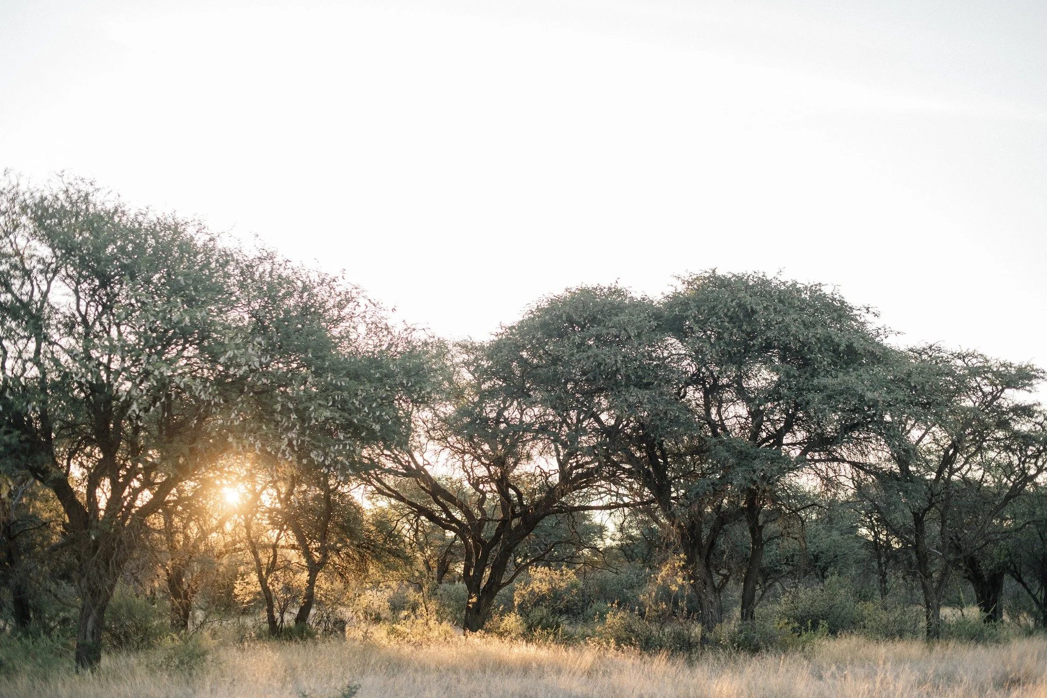 The Camelthorn trees stand like patient elders on the plains, long shadows stretching across quiet earth. Their presence reminds us that some stories are written slowly, in bark, wind, and time.

#Kameelhoek #HealingTheLand #SouthAfricanLandscapes