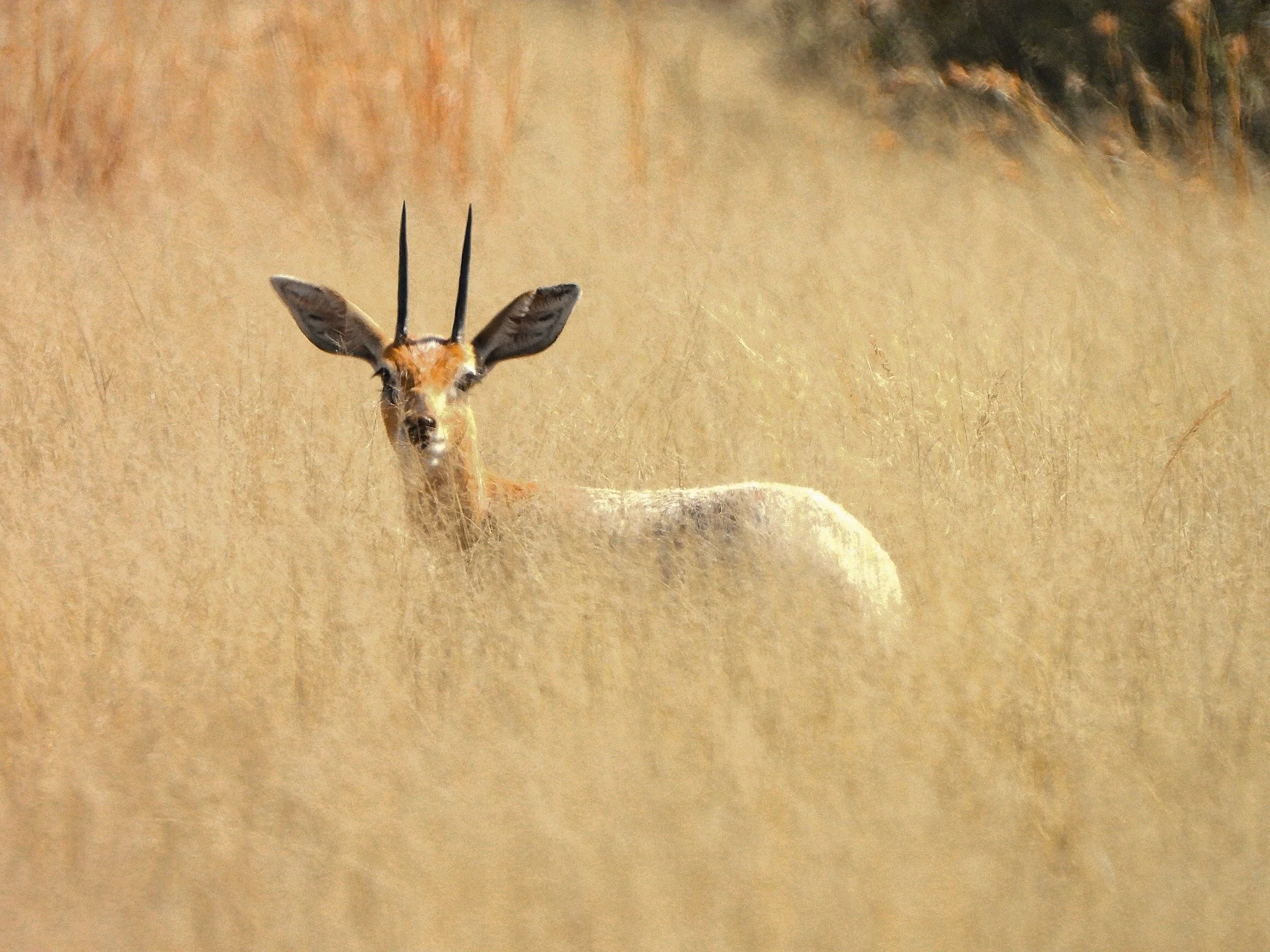 The Wit Steenbok moves like a whisper - quick, alert, almost weightless on the land. Small antelopes like these are often the first to return when the veld begins to reset again.

#Kameelhoek #Springbok #WildlifeSouthAfrica #HealingTheLand #Wildernes