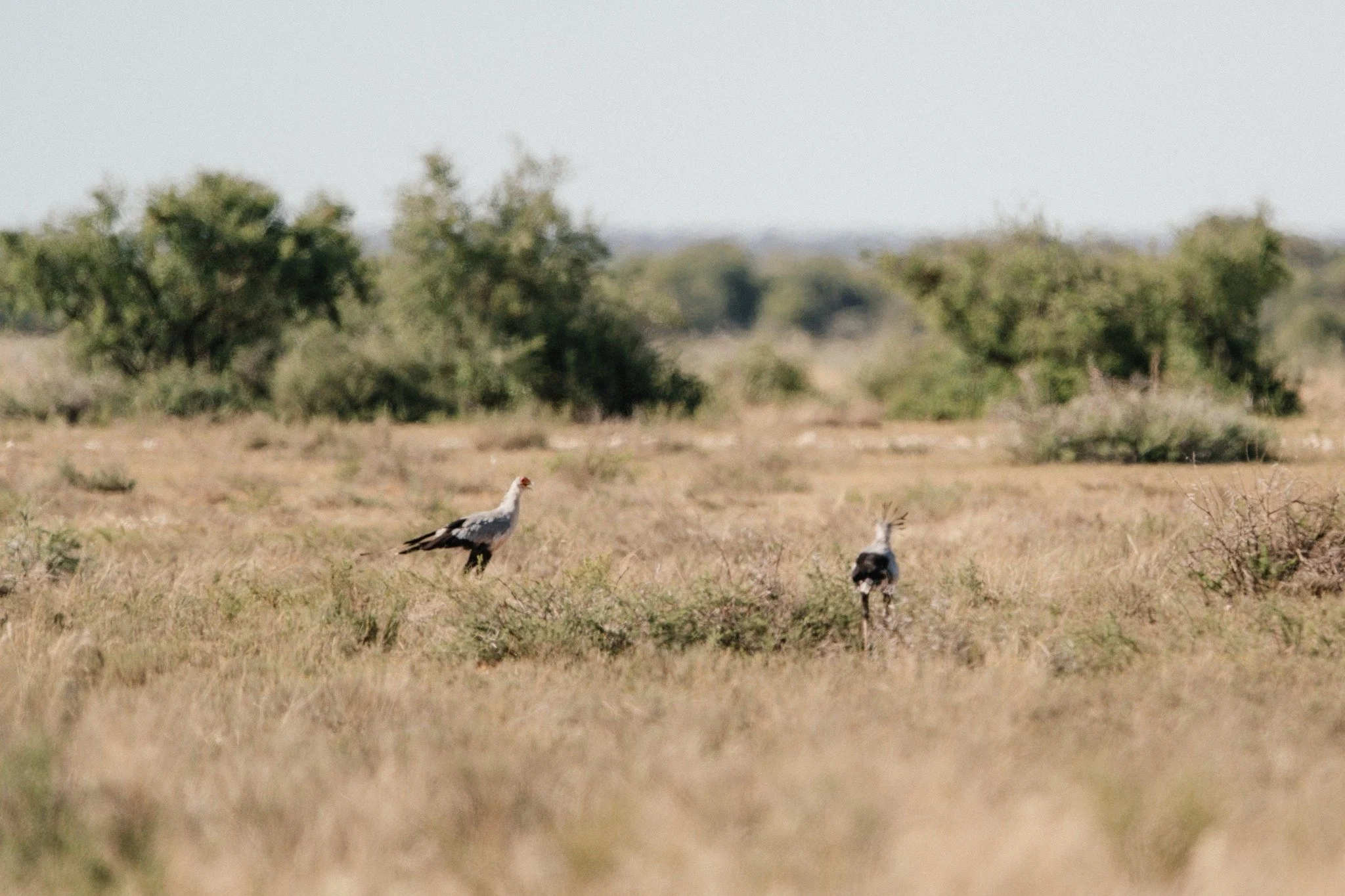 Just a few birds resting in the grass, a small reminder of how beautiful nature can be when it&rsquo;s simply allowed to be.

#Kameelhoek #HealingTheLand #SouthAfricanLandscapes