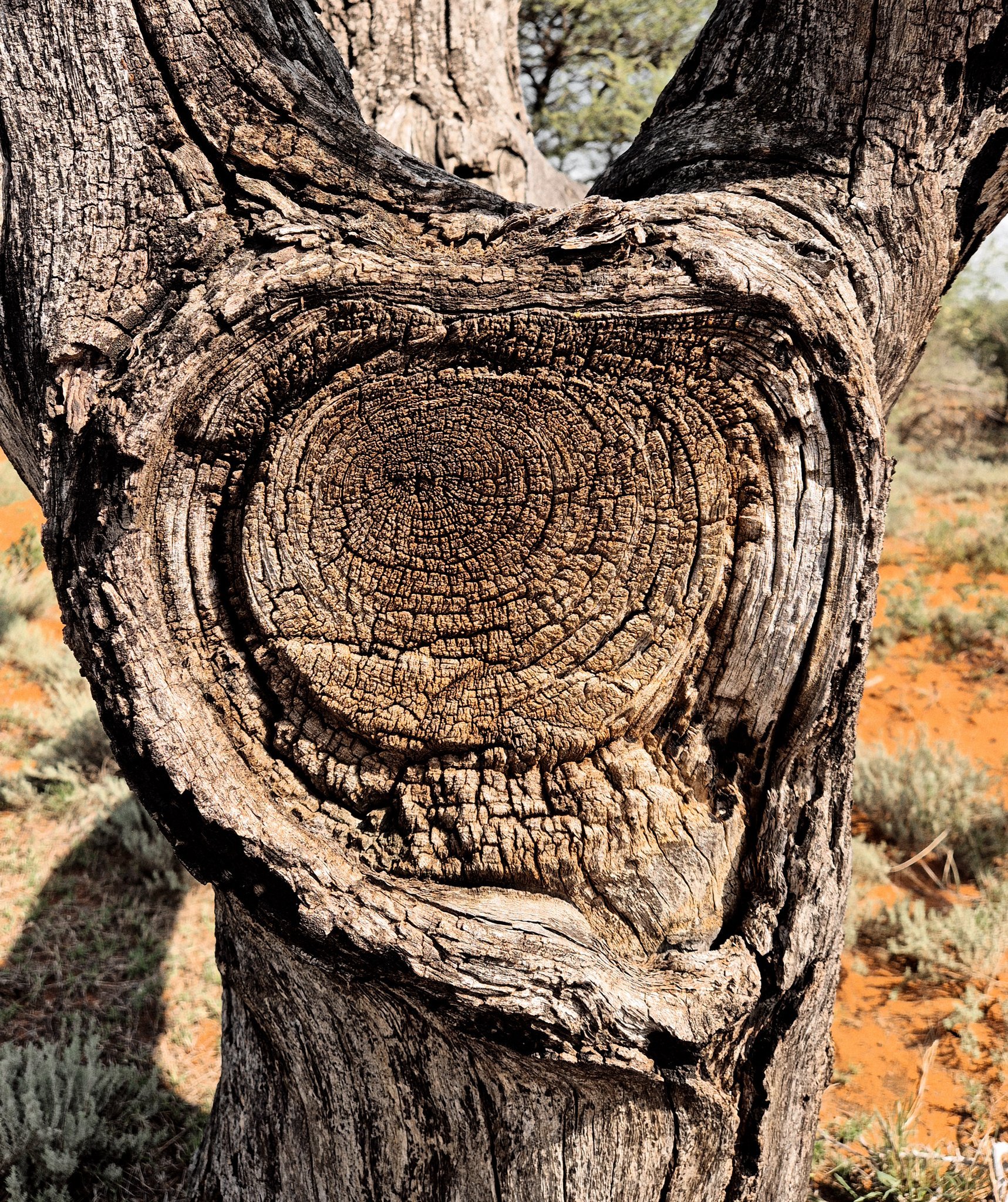 Centuries in a circle. Look closely, and the heart of this tree speaks of growth, struggle, and the passage of time. Old wood, timeless stories. A trunk so ancient, it feels like it is touching your soul.

#Kameelhoek #WildlifeSouthAfrica #Wilderness